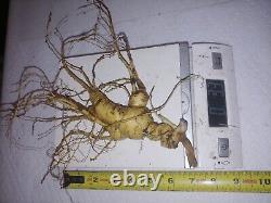 Fresh wild ginseng root 5oz Lot 3.3oz Big Boy 3 Big Roots